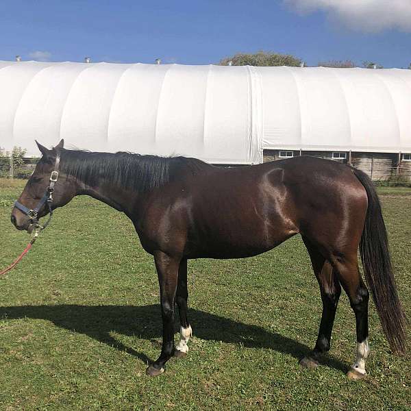 available-thoroughbred-horse