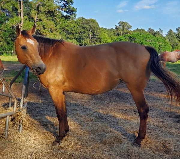 buckskin-quarter-horse-mare