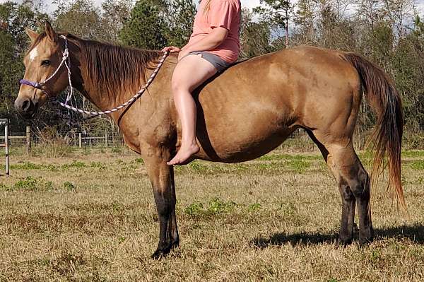 buckskin-quarter-horse-mare