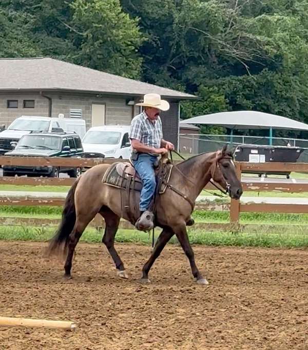 grulla-pack-trail-horse