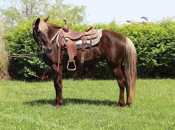 amber-rocky-mountain-horse