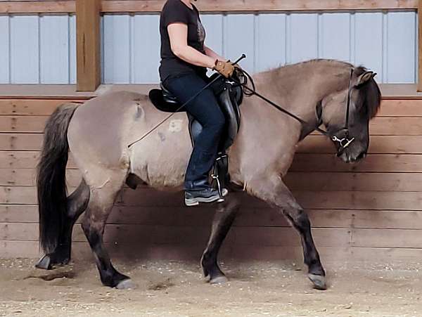 grulla-icelandic-gelding