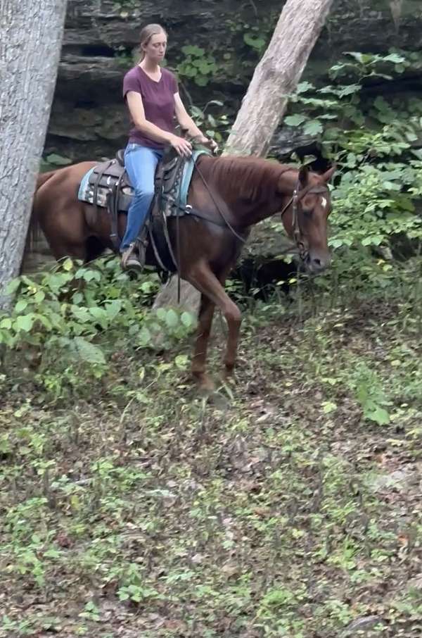 chestnut-star-horse