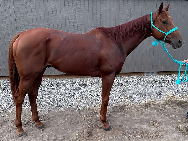 barrel-racing-thoroughbred-horse