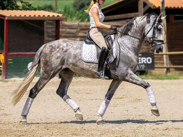 basic-dressage-horse