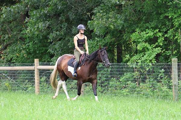 beginner-safe-quarter-horse