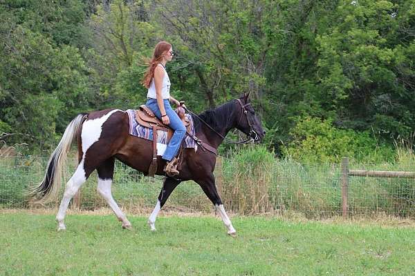 all-around-quarter-horse