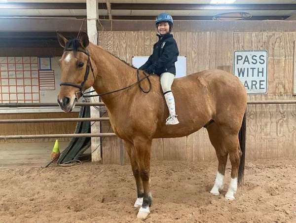 beginner-safe-quarter-horse