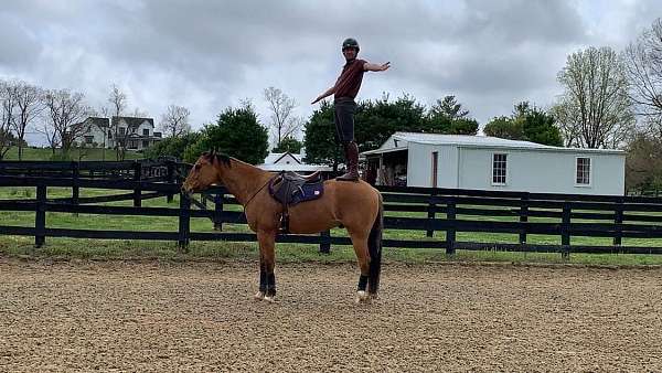 ranch-work-quarter-horse