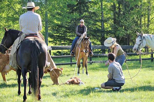 trail-quarter-horse