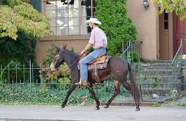 beginner-safe-quarter-horse