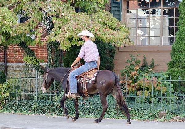 ranch-work-quarter-horse