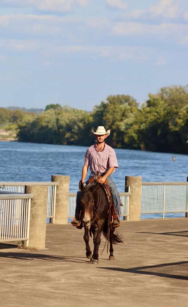 trail-quarter-horse