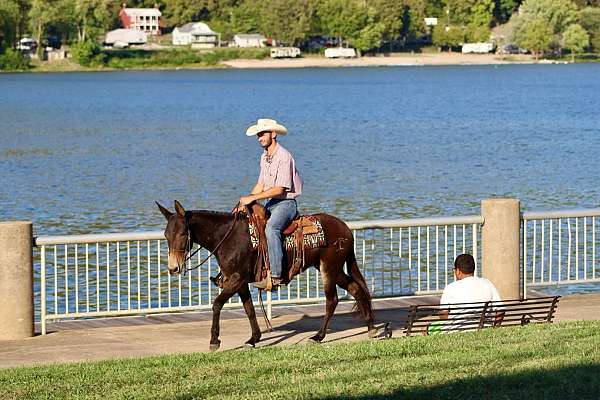 all-around-quarter-horse