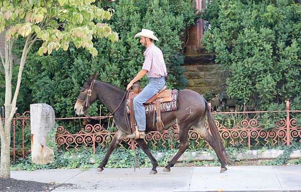 family-horse-quarter