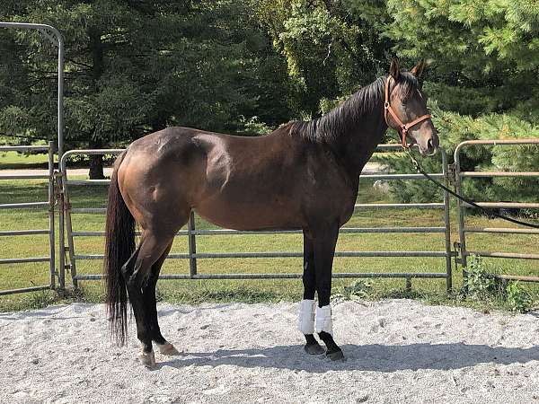 brown-hind-socks-horse