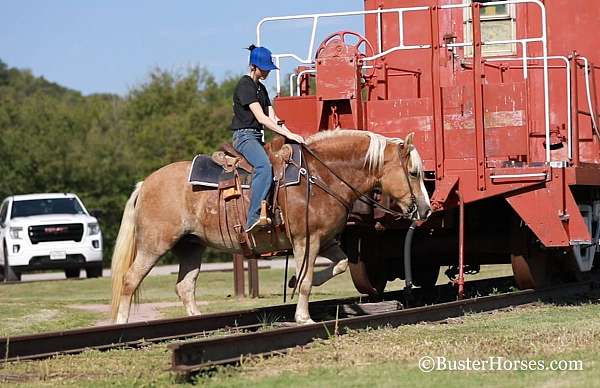 beginner-safe-quarter-horse