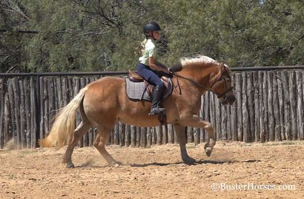 family-horse-quarter