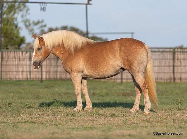 trail-quarter-horse