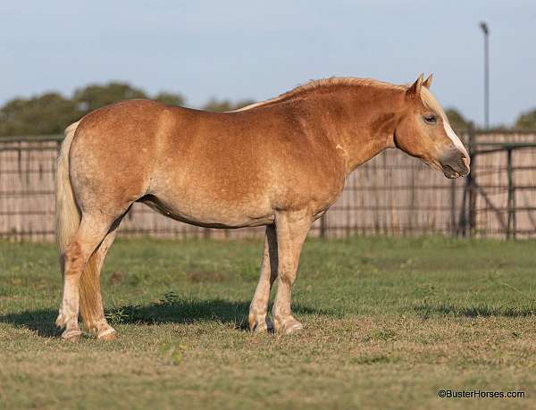 athletic-quarter-horse