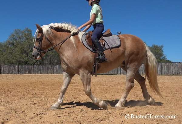 beginner-quarter-horse