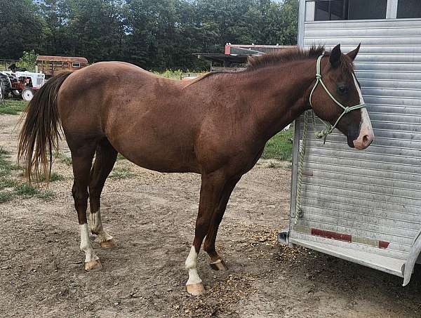 quarter-horse-gelding