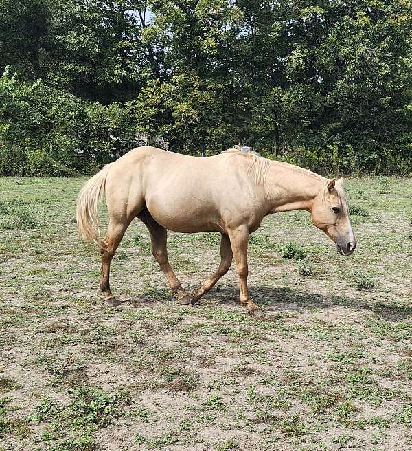 quarter-horse-gelding