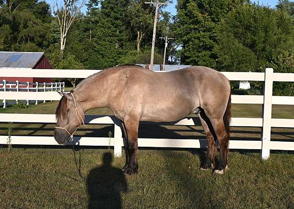 grulla-sock-horse