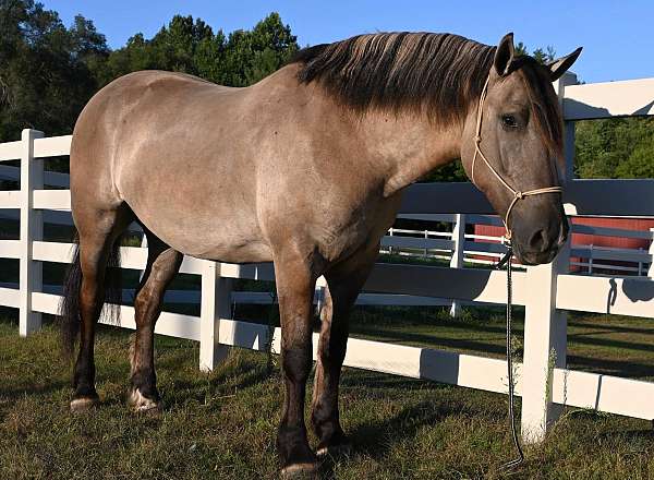 family-horse-quarter