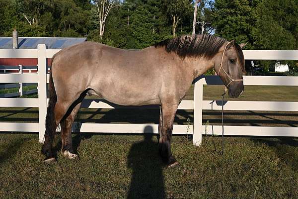 ranch-work-quarter-horse