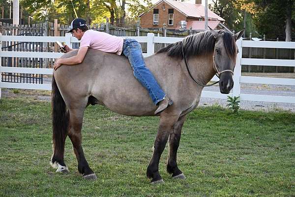 all-around-quarter-horse