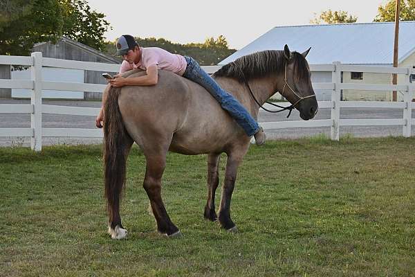 draft-quarter-horse