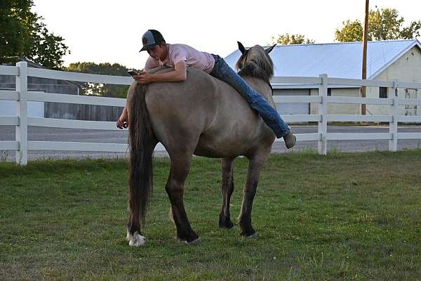 trail-quarter-horse