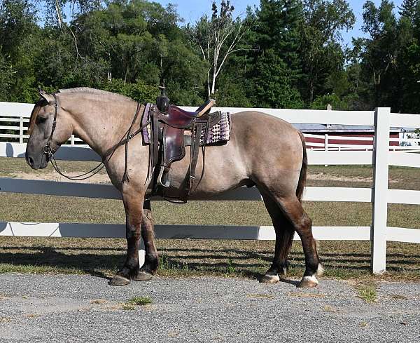 beginner-quarter-horse