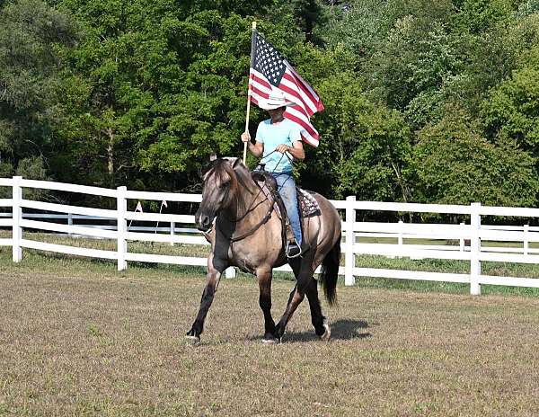 husband-safe-quarter-horse