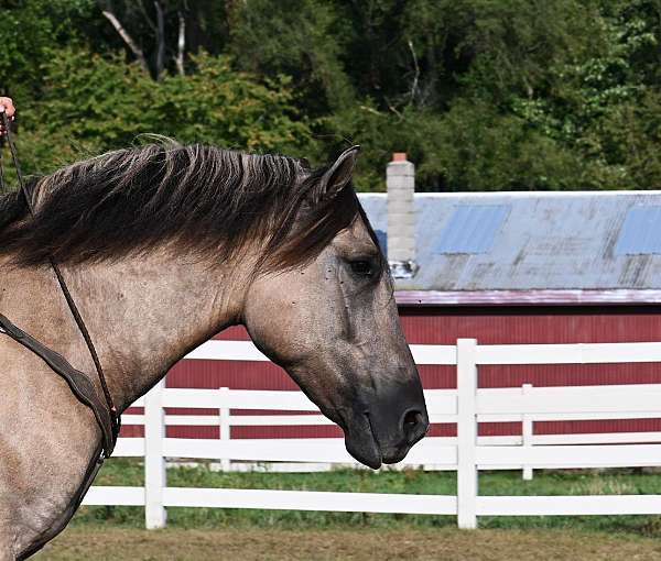 kid-safe-quarter-horse