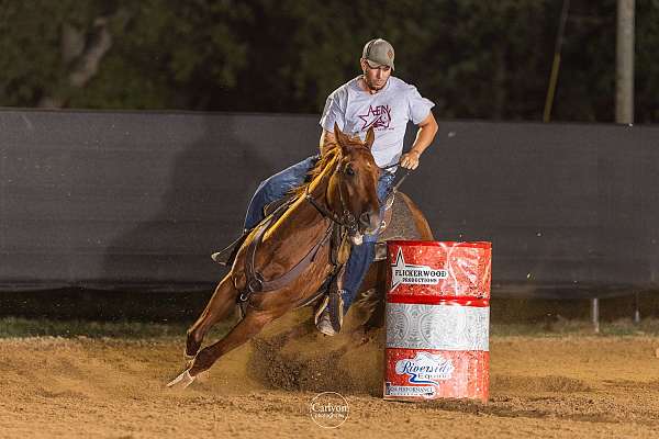 quarter-horse-gelding