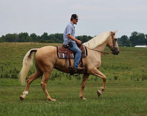 palomino-blaze-horse