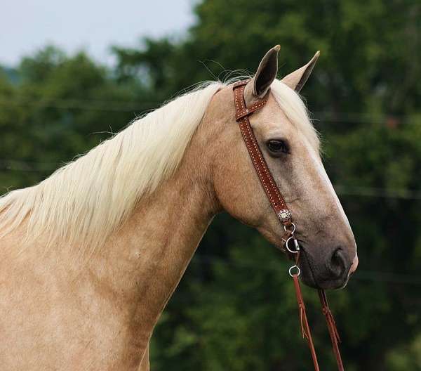 tennessee-walking-horse