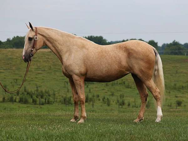 beginner-safe-tennessee-walking-horse