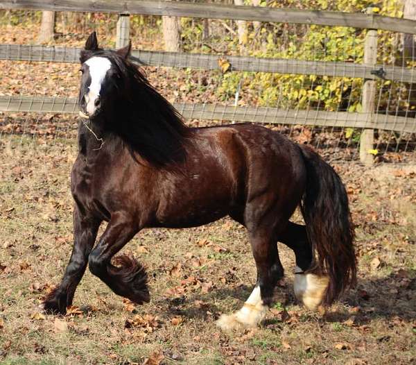 used-for-trail-riding-gypsy-vanner-horse