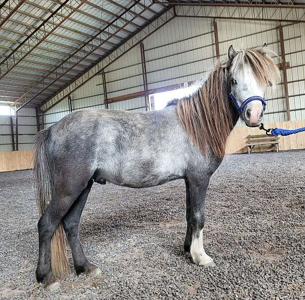 dual-miniature-horse