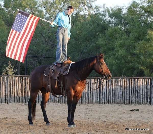 ranch-work-quarter-horse