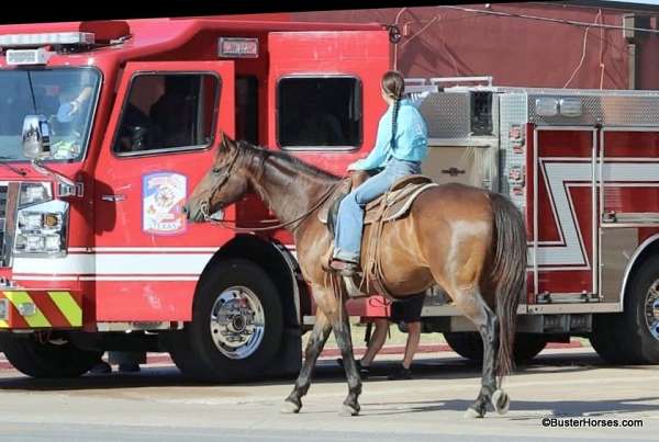 trail-quarter-horse