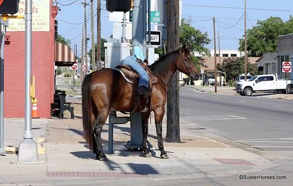 athletic-quarter-horse