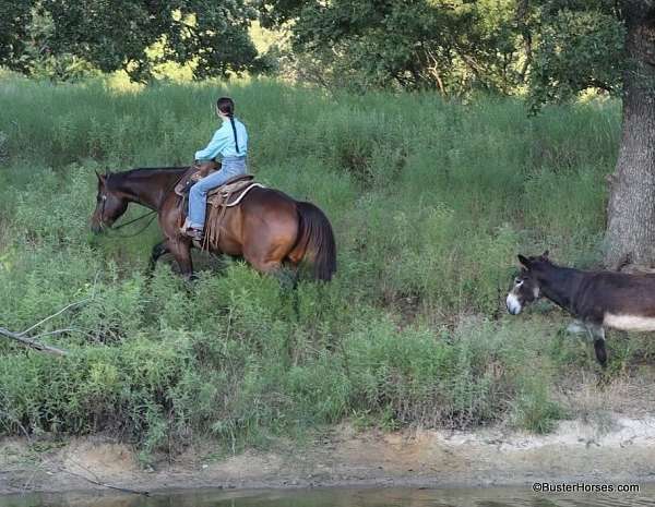 beginner-quarter-horse