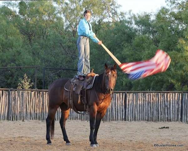 flashy-quarter-horse