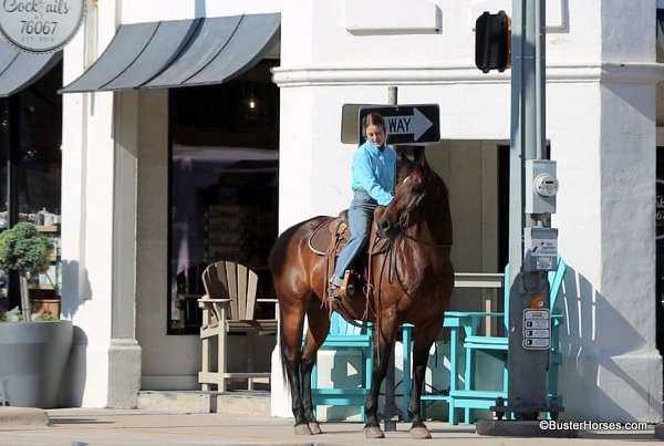 husband-safe-quarter-horse