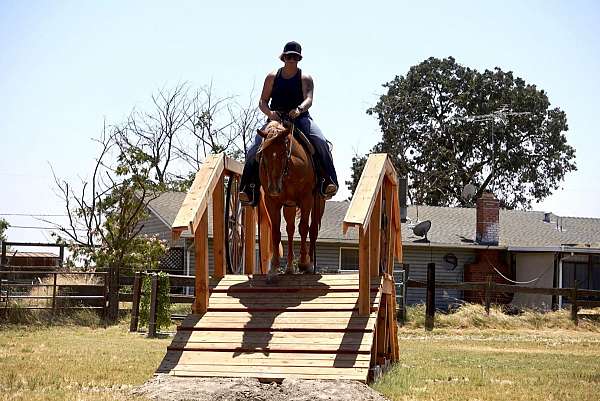 family-horse-quarter