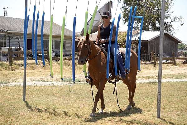 ranch-work-quarter-horse